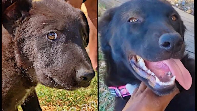 Puppy Rescued Just in Time After Getting Stuck in Fence — Now He’s Living His Best Life