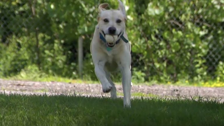 dog fetches base balls at games
