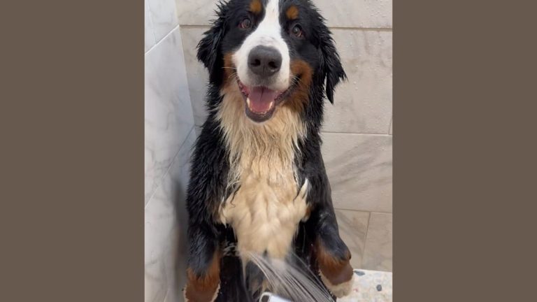 Bernese Mountain Dog Gets Pampered Like a Prince On Spa Day