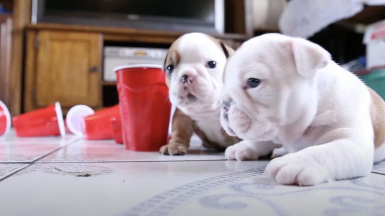 Tiny Bulldog Puppies Have an Adorable House Party (VIDEO)
