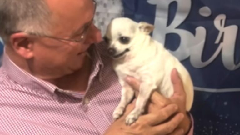 Tiny Chihuahua Found on Roadside Finds Her Best Friend