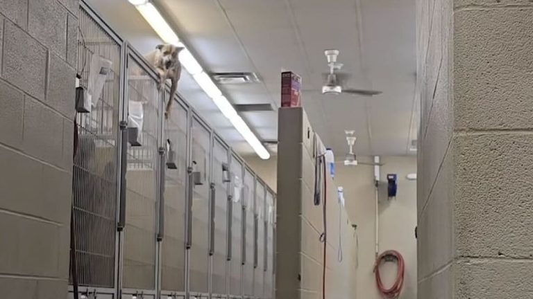 Chase escapes his kennel