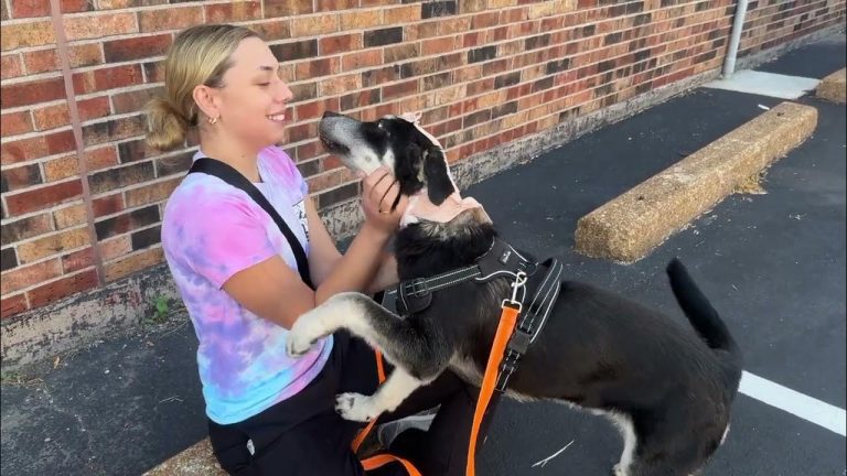 Puppy Found Crying in Pain Now ‘So Grateful to Be Touched’ After Rescue