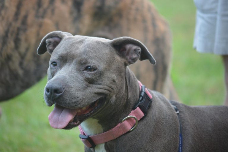 Couple Happily Reunited With Stolen Dog After Receiving Invitation to Adopt Her