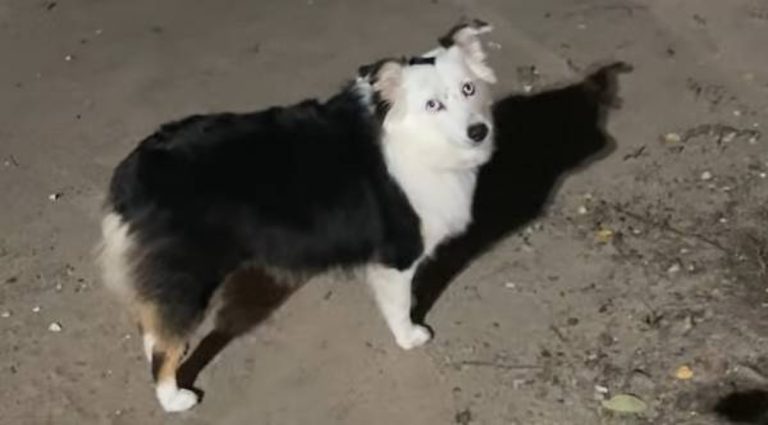 Mom Asks Dog Why Her Mouth Is Making A Noise — The Answer Flies Out