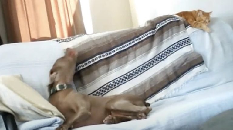 dog steals cat's blanket