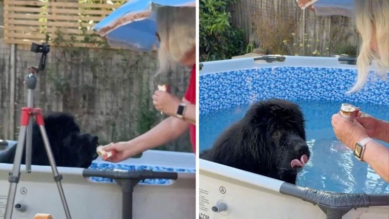 Grandma Caught Serving Ice Cream to Newfie Dog in the Pool