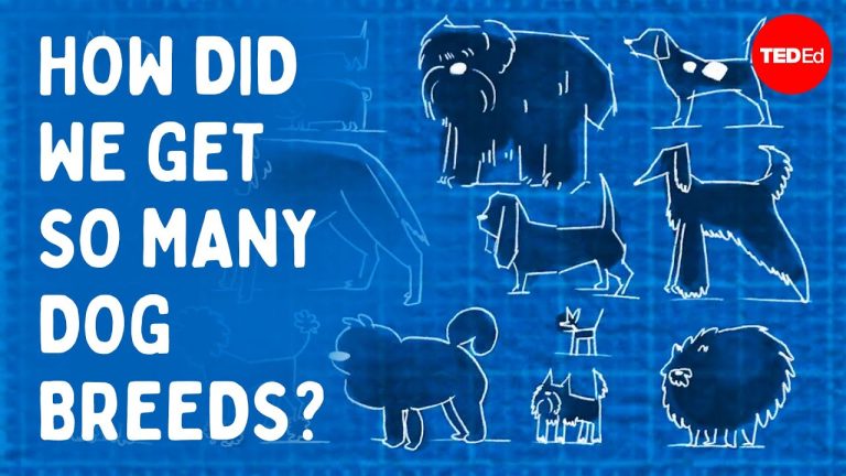 Video Explores Why There are So Many Different Breeds of Dogs