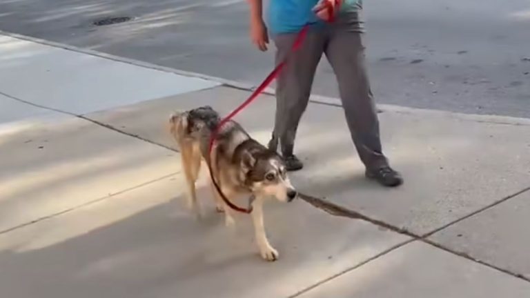 Husky Missing for Over Three Years Joyfully Reunites with Family