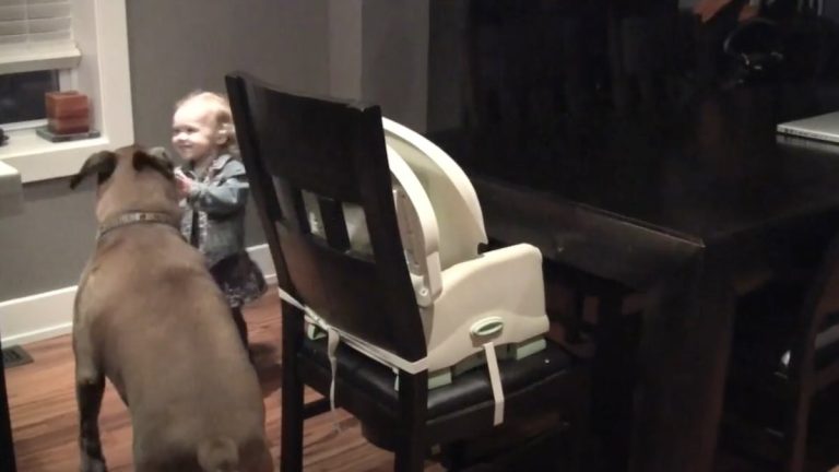 Boxer Plays Adorable Game of ‘Catch Me if You Can’ with Toddler (VIDEO)