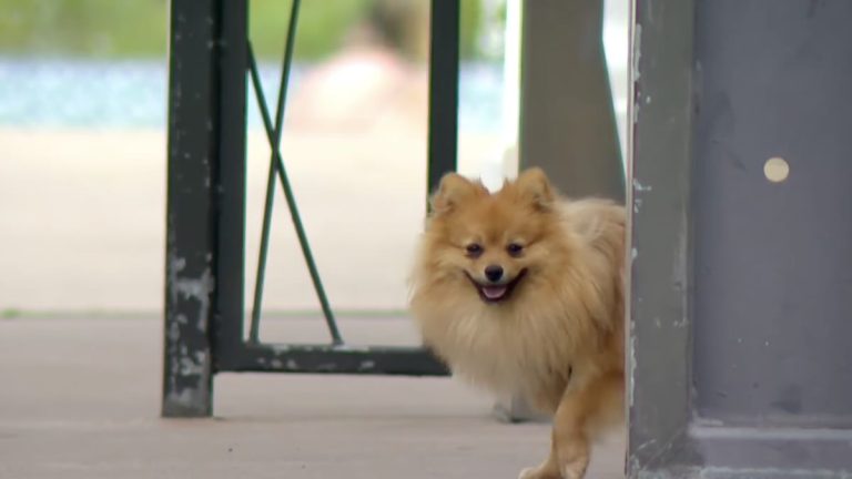 lost pomeranian reunited with family