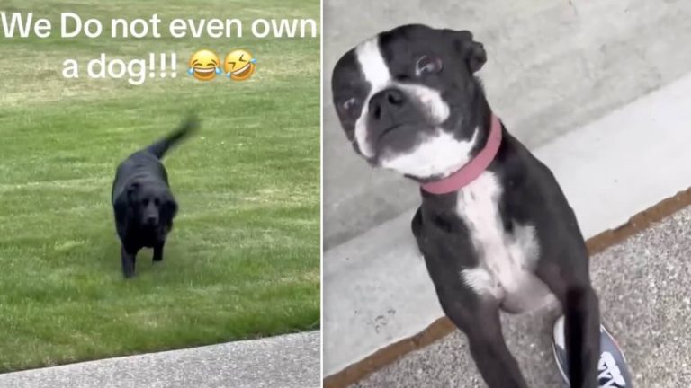 Man Tries to Leave the House But These Neighbor Dogs Have Other Plans