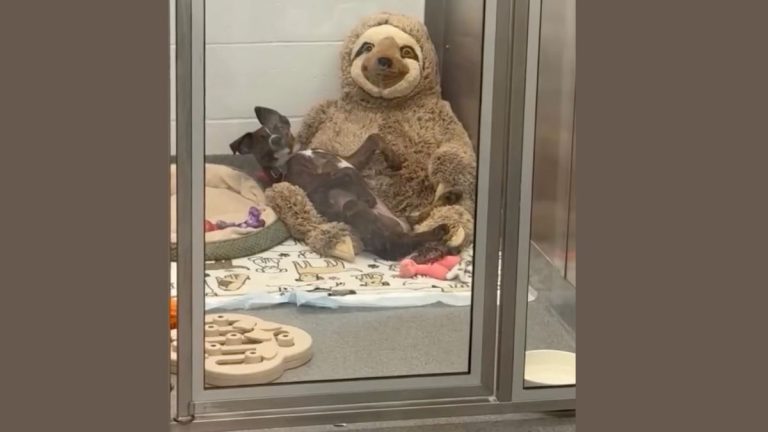 Lonely Shelter Puppy Caught Cuddling With Sloth Toy is Looking For a Home