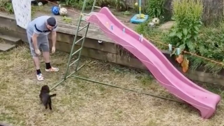 dog plays on slide
