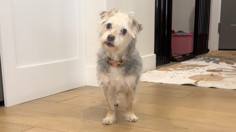 Penny the dog prefers walks to kibble