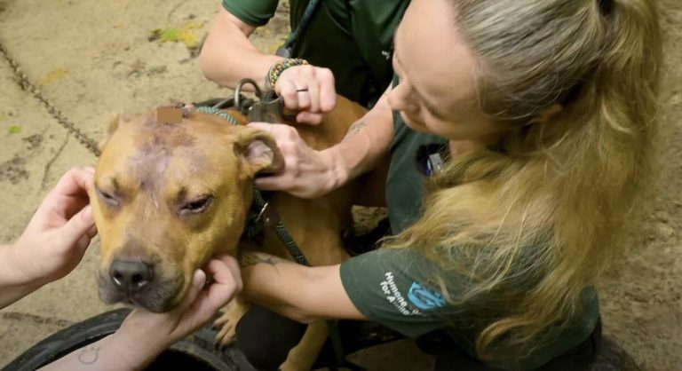 Chained Dog Almost Loses Hope Until Rescuers Come Back for Him