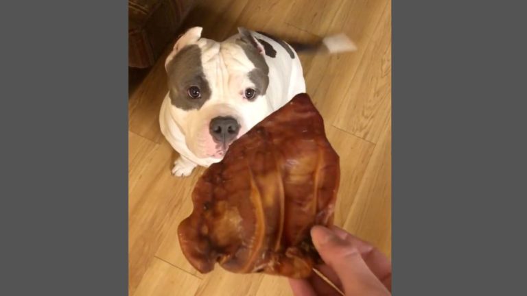 Pittie Has the Most Adorable Reaction Every Time He Gets a Treat