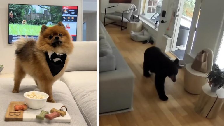Pomeranian scares of bear