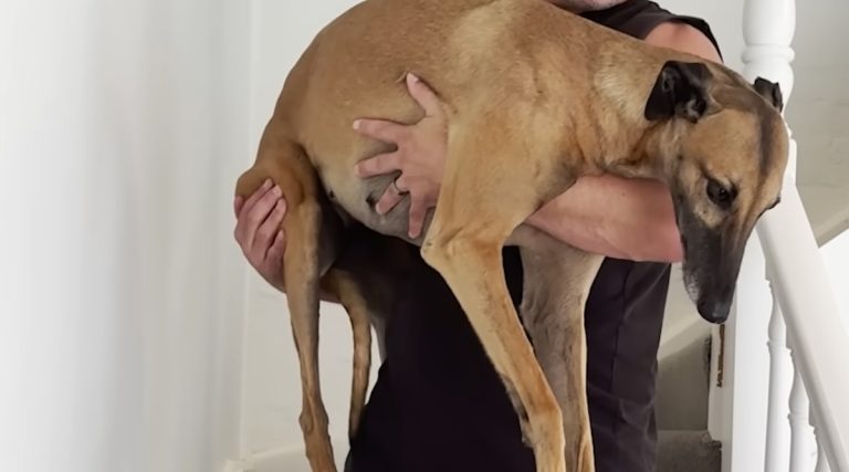 Former Racing Greyhound Goes From Terrified to ‘Cuddle Bug’