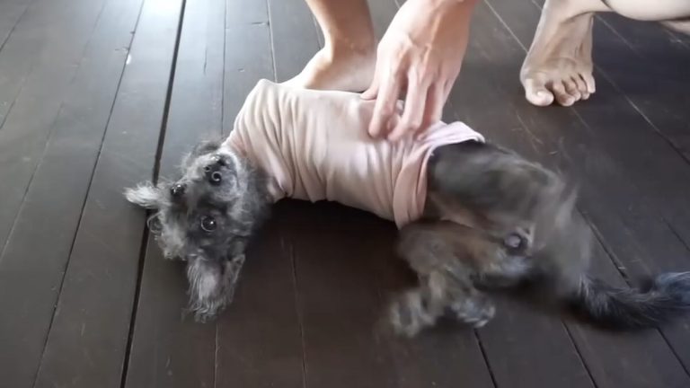 dog with 2 legs rescued