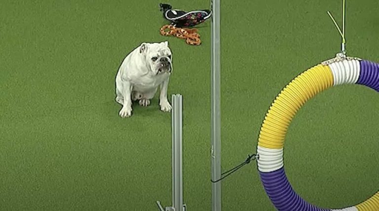Rudy the Bulldog at Westminster Dog Show