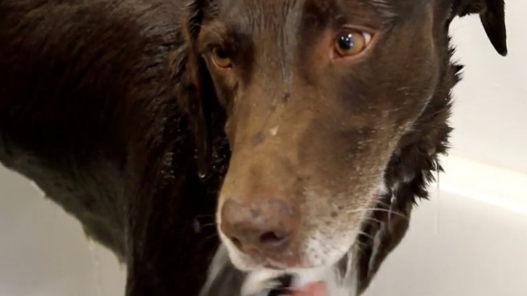 Ryker, Search and Rescue dog