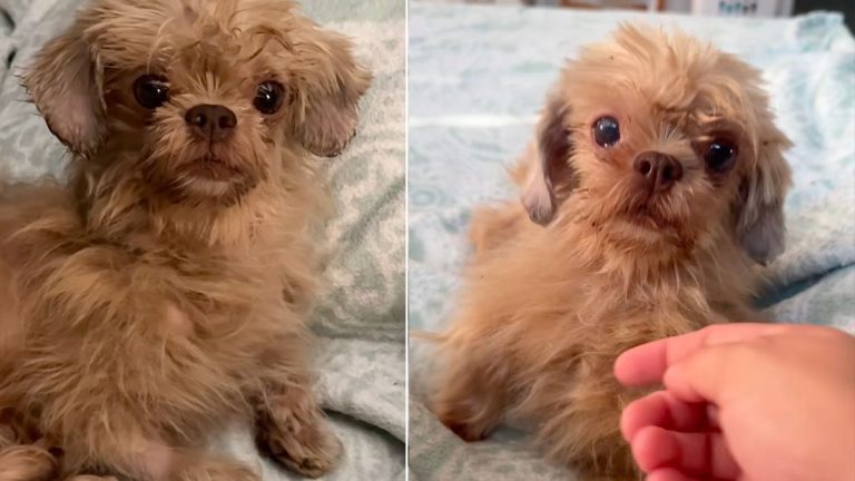 Tiny Dog Begins Her Road to Recovery After Highway Rescue