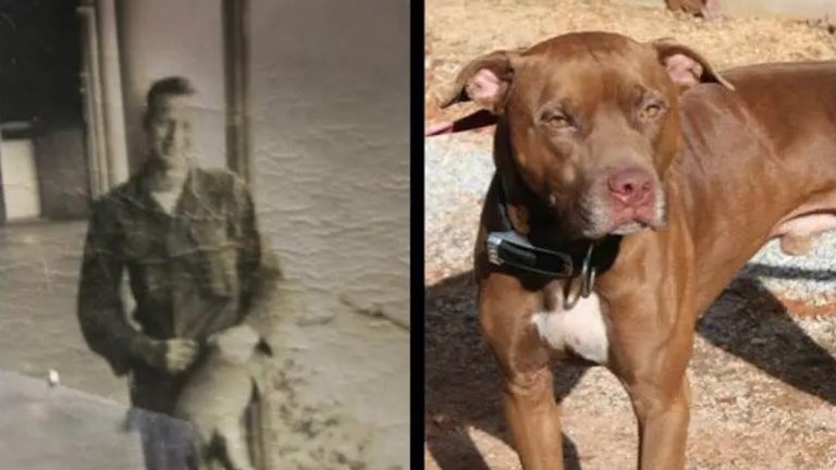 Stray Pit Bull Found with Mysterious Photo Finds a Forever Home Month After Rescue