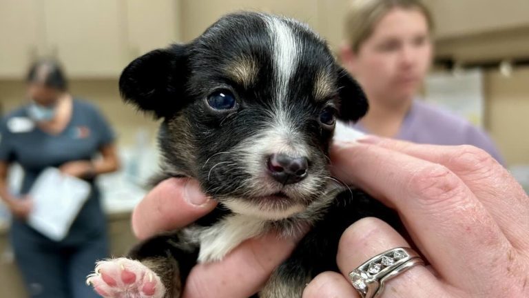 Over 30 Toy Aussies Rescued After Fire Reveals Hidden Neglect