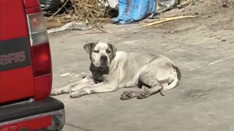 dog rescued off of LA streets