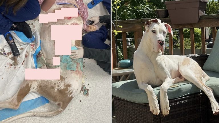 Great Dane rescue and healed