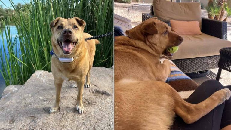 adopt dog named Syrup