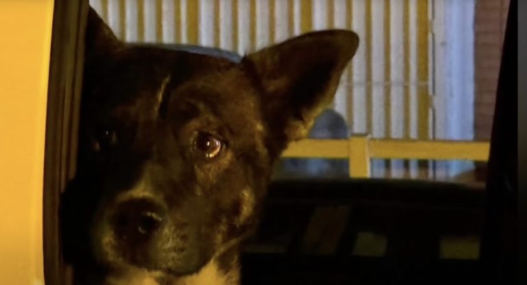 Dog Stays by Owner’s Side After Fatal Hit-and-Run Until Good Samaritan Steps In