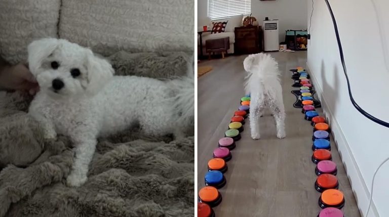 Sassy Dog Tells Her Mom She is Planning to Be a ‘Bad Girl’