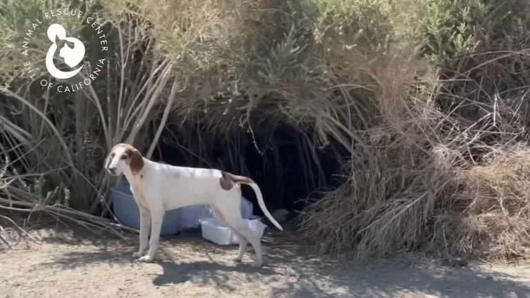 abandoned hound puppy rescued