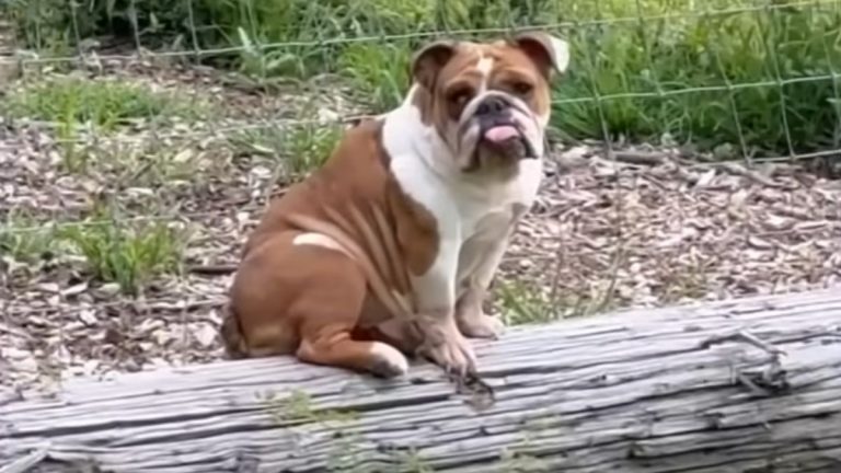 Bulldog Mysteriously Shows Up On Woman’s Farm and Finds the Family of Her Dreams