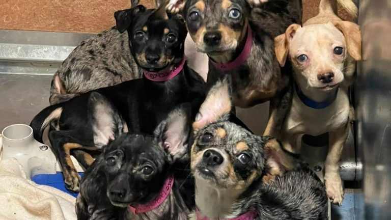 Officer Discovers ‘Sea of Dogs’—Over 100 Chiweenies Rescued From One Home