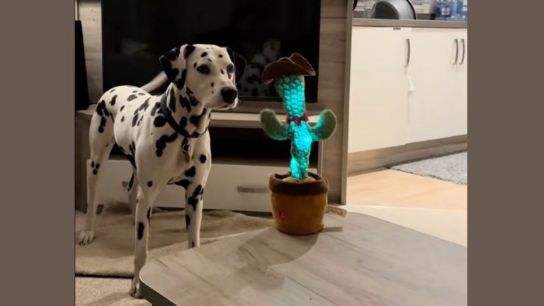 Dalmatian’s Hilarious Showdown With Talking Cactus Toy Goes Viral