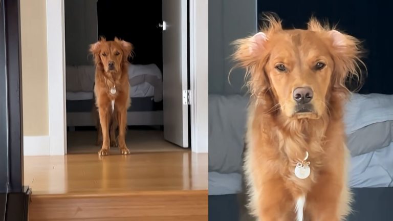 Groggy Pup Wakes Up From Long Nap—and His Look Has Everyone Laughing