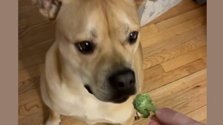 Dog Tries Broccoli for the First Time — His Reaction Is Comedy Gold
