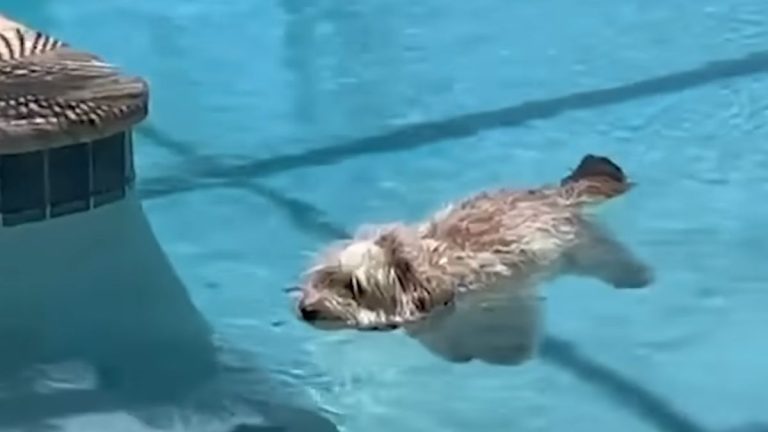 Pup’s Pool Float Has Everyone Doing a Double Take