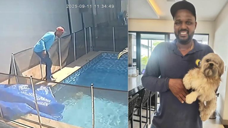 dog saved from pool