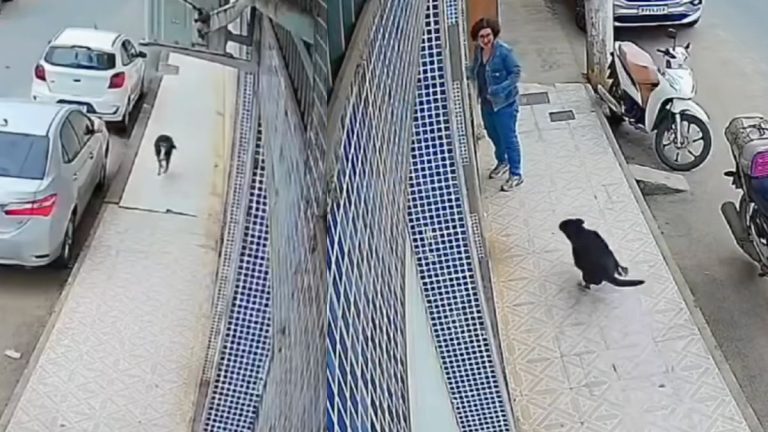 Street Dog Excitedly Waits Every Morning To Greet Pet Groomer At Her Shop