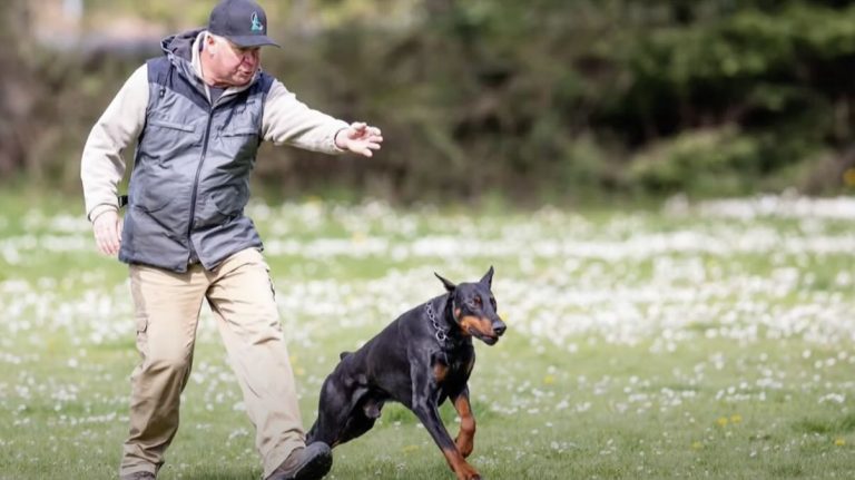 Heroic Doberman Who Saved Man From Grizzly Bear Attack is Honored