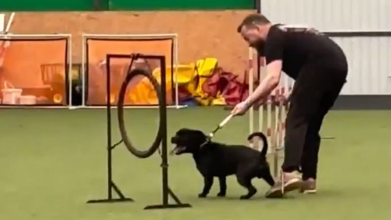 Staffordshire Bull Terrier Hilariously Tackles Agility Course