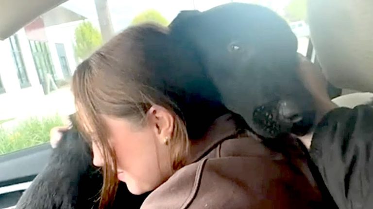 Dog Immediately Wants Hugs On His Freedom Ride