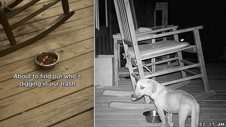 Dog Rescuer Sets Up Camera To See What Is Digging In Her Trash — Finds a Puppy