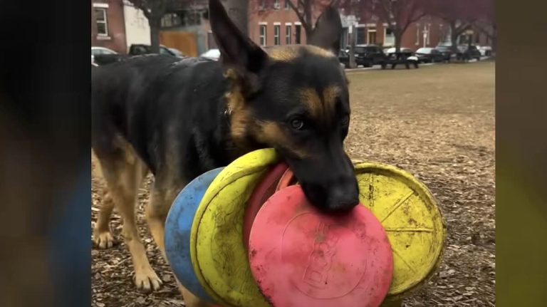 dog loves carrying frisbees