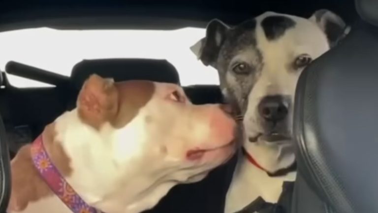 Rescued Pit Bull Looks After Dog With Dementia