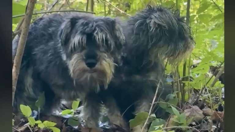 miniature schnauzers abandoned in the woods